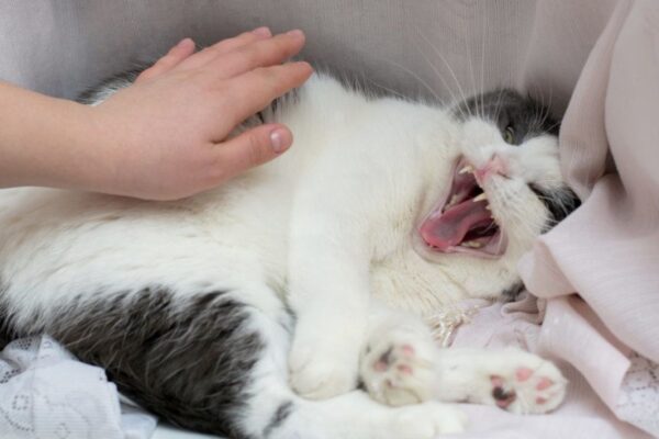 kota opętał diabeł