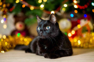 jak zadbać o kota w boże narodzenie