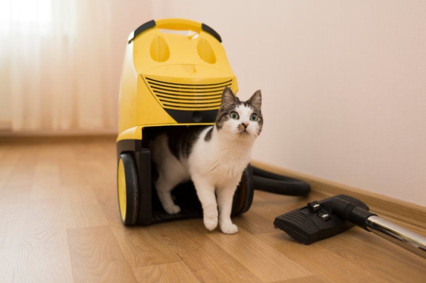 niebezpieczeństwa dla kota