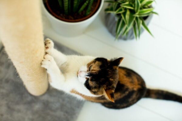 jak zrobić drapak dla kota