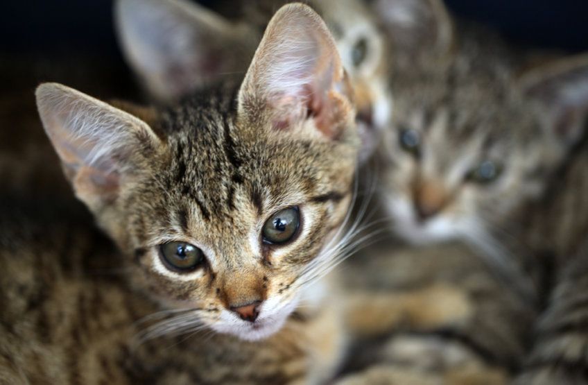 grupa małych kotków