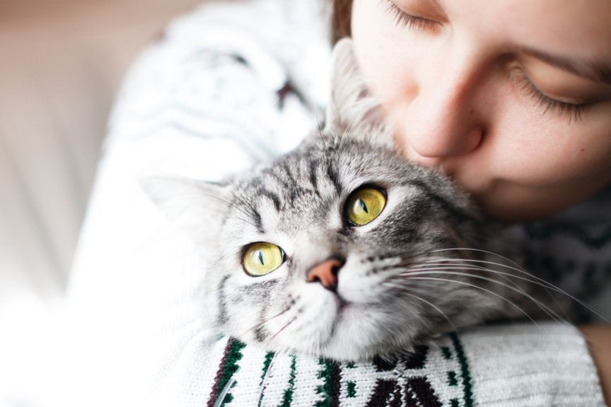 zalety posiadania kota