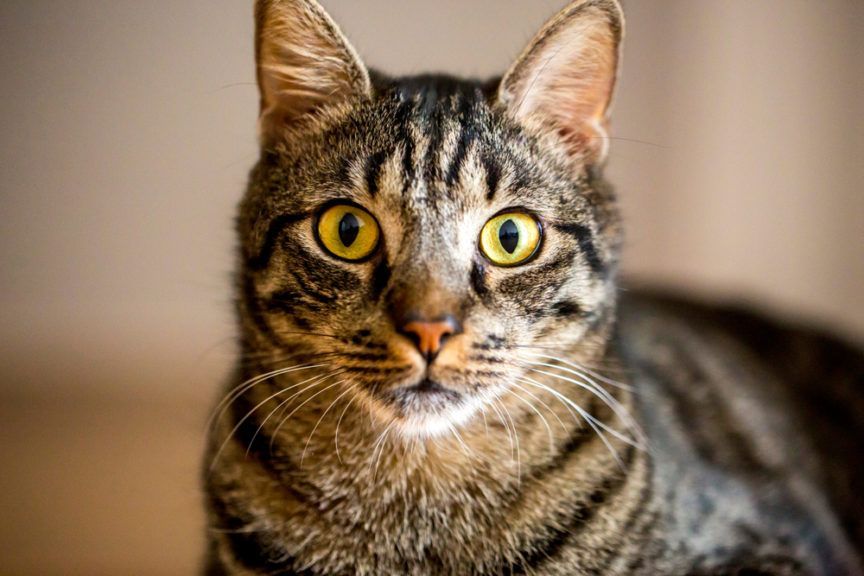 jak rozpoznać ból u kota