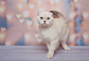 kot szkocki zwisouchy