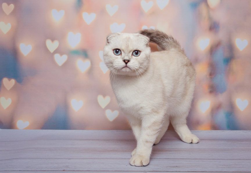 kot szkocki zwisouchy