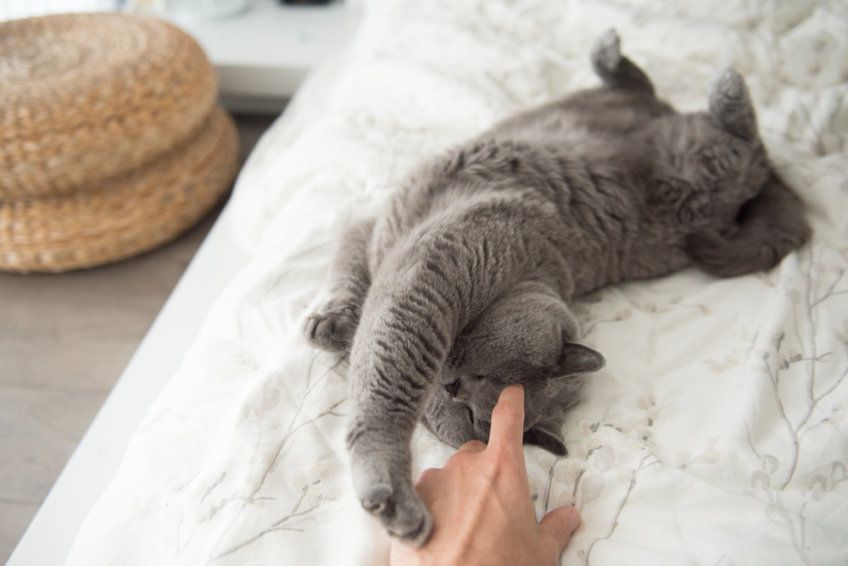 poczucie bezpieczeństwa u kota