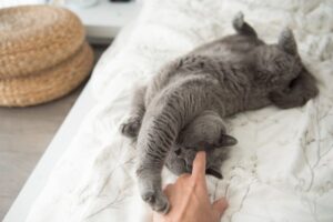 co najbardziej kochamy w byciu kocimi opiekunami