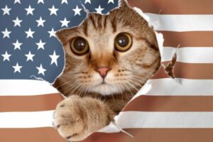 amerykańska rasa kotów
