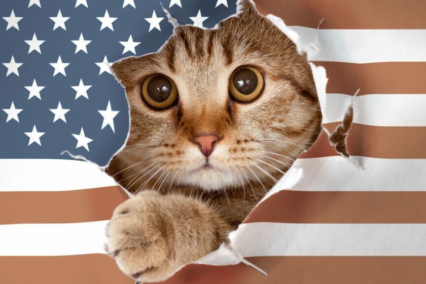 amerykańska rasa kotów