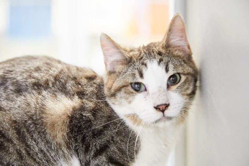 niezwykłe zmysły kotów