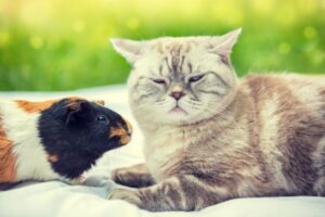 kot i świnka morska