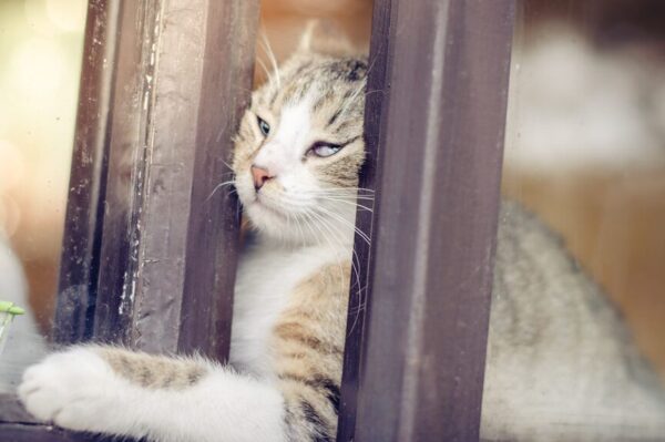 sześć lat szukała kota