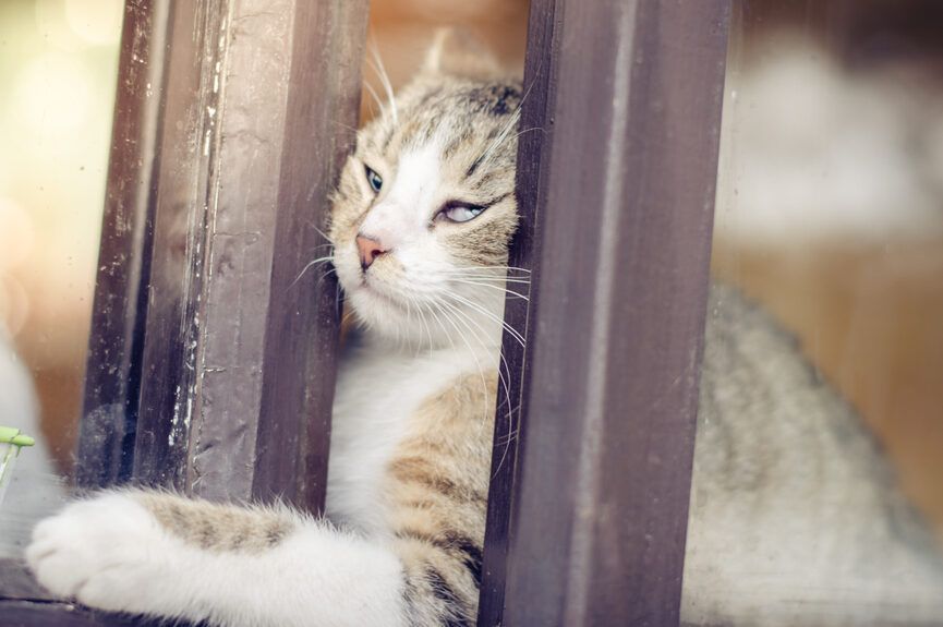 sześć lat szukała kota