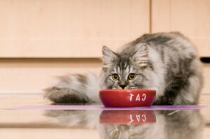 kot wrzuca zabawki do misek