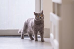 co robić gdy kot chce wyjść na dwór