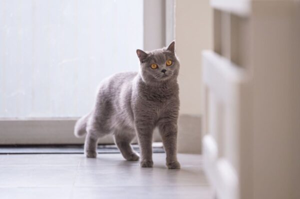 co robić gdy kot chce wyjść na dwór