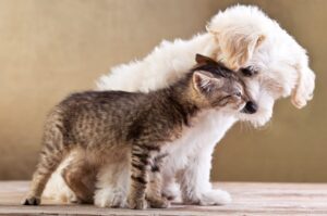 zwierzęce przyjaźnie