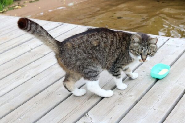 wrzuciła do rzeki kota