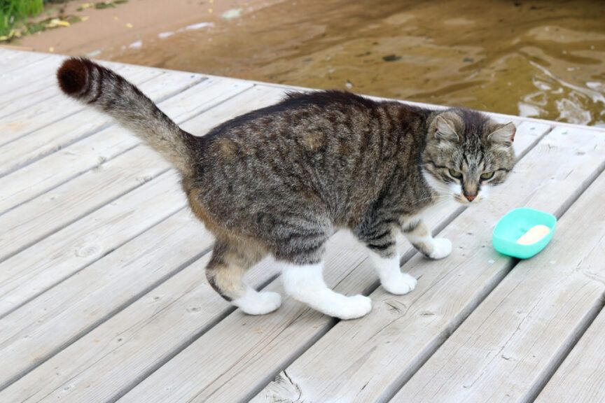 wrzuciła do rzeki kota