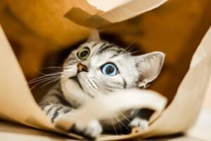 czy kot może mieć klaustrofobię