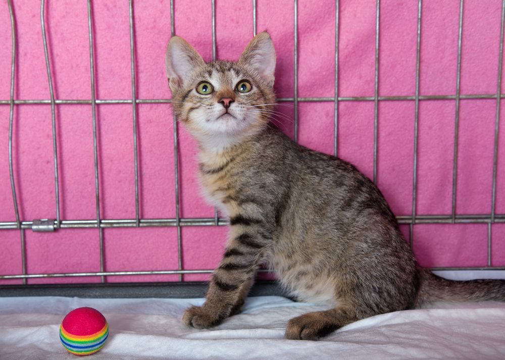 mały pręgowany kociak w klatce