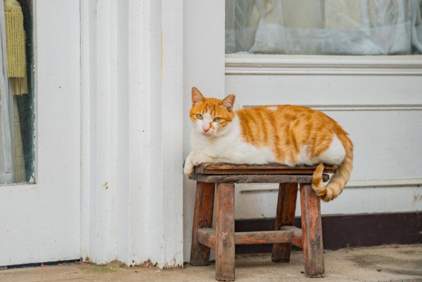 starszy kot w domu