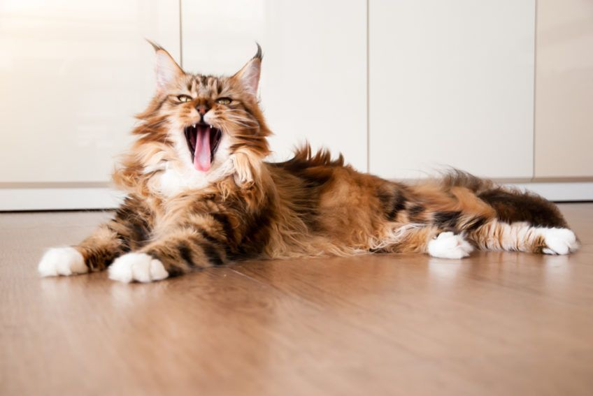 maine coon