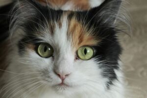 śpioszki w kocich oczach