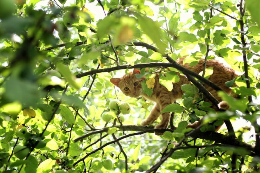 kotek na drzewie