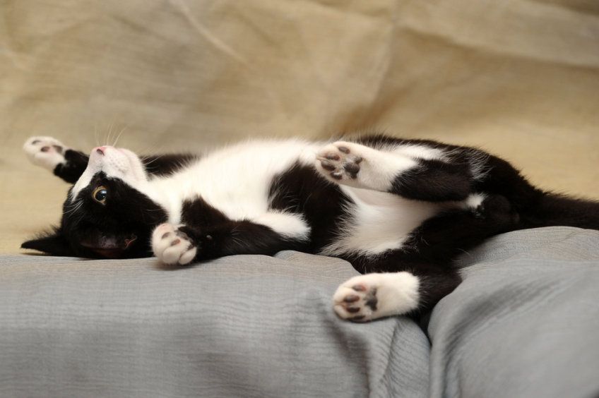 kot leży na plecach