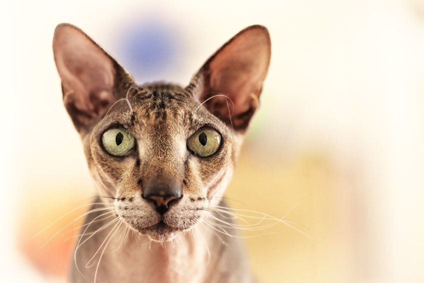 peterbald