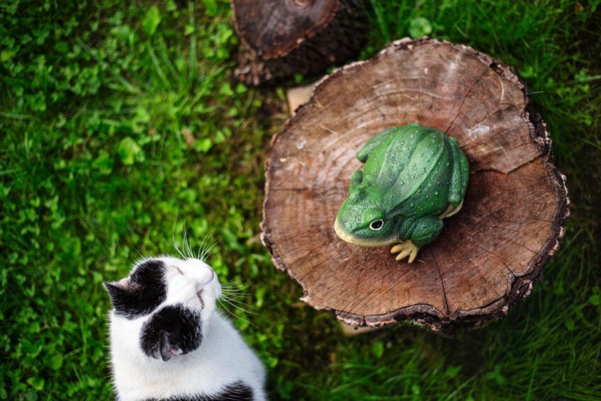 jad ropuchy dla kota