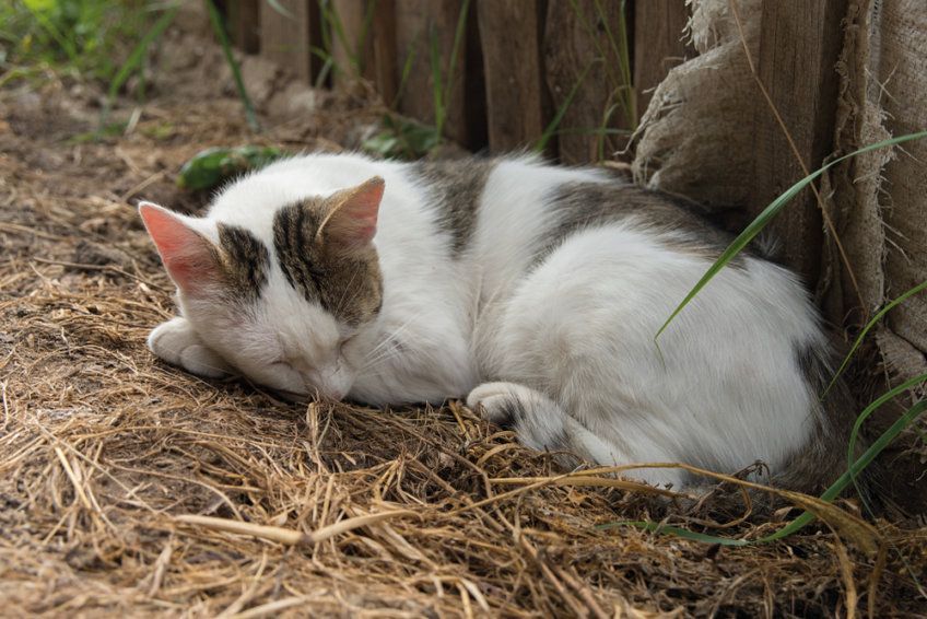 Kotek śpi na dworze