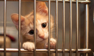 akcja bezpieczny zwierzak