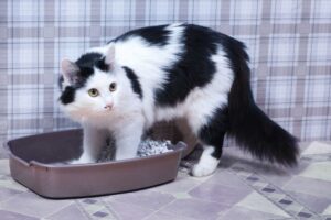 Kot w kuwecie, Schorzenia dolnych dróg moczowych u kotów. Objawy