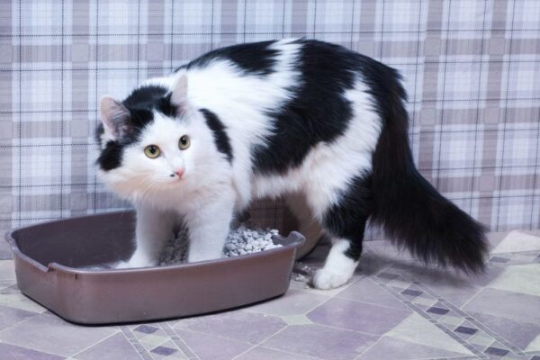 Kot w kuwecie, Schorzenia dolnych dróg moczowych u kotów. Objawy