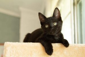 jak odczytywać kocie nastroje