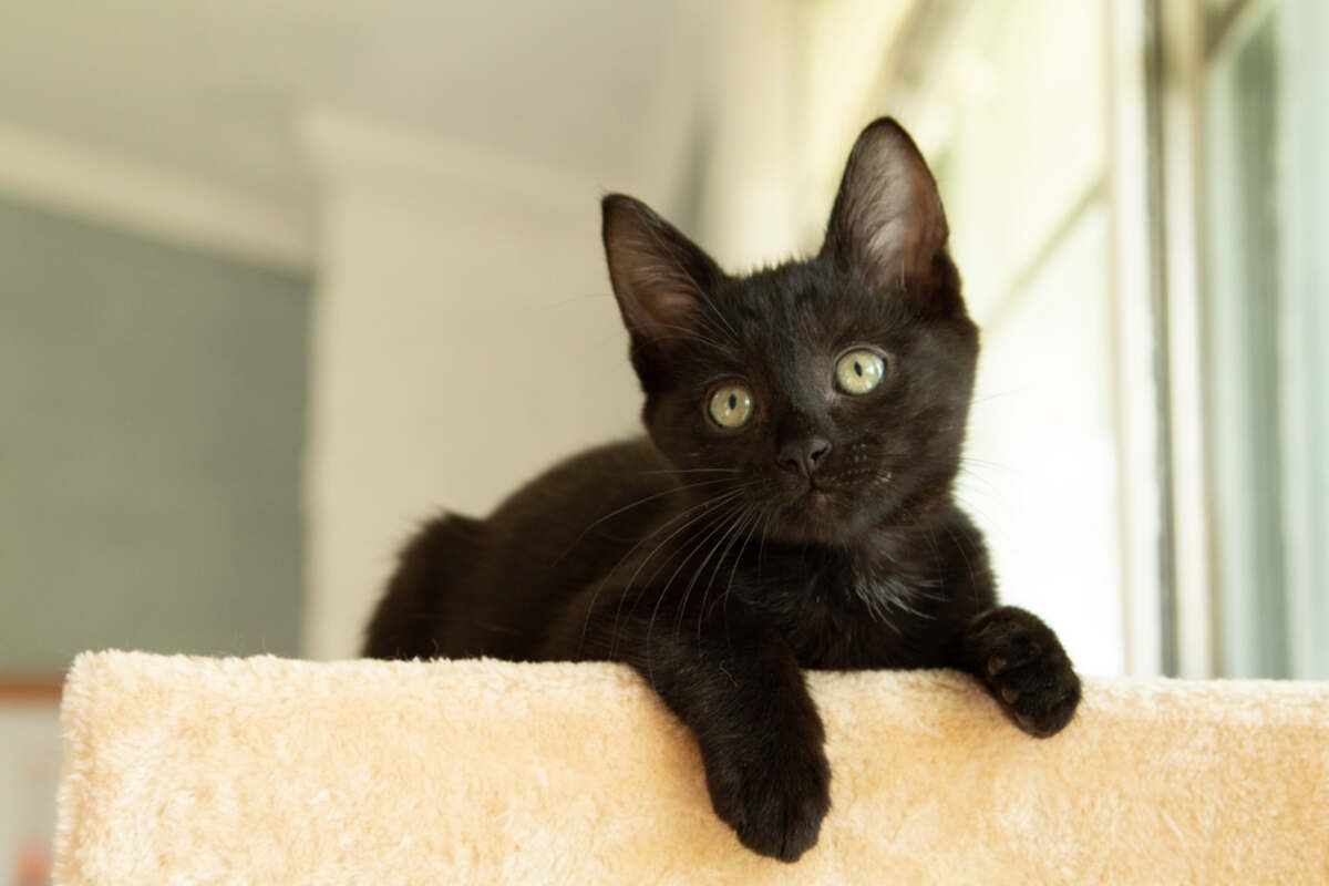 jak odczytywać kocie nastroje