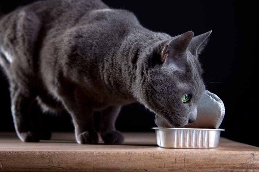 kot rosyjski je na stojąco