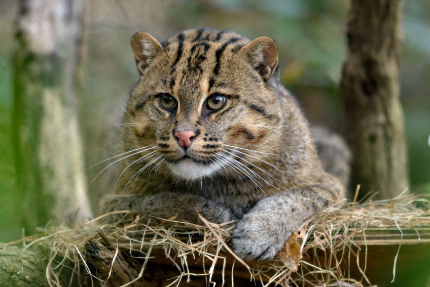 fishing cat