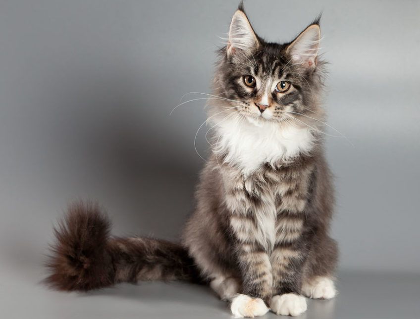 Maine coon pozuje do zdjęcia na szarym tle