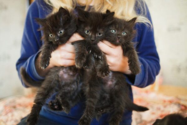 czym się nie kierować przy wyborze kota