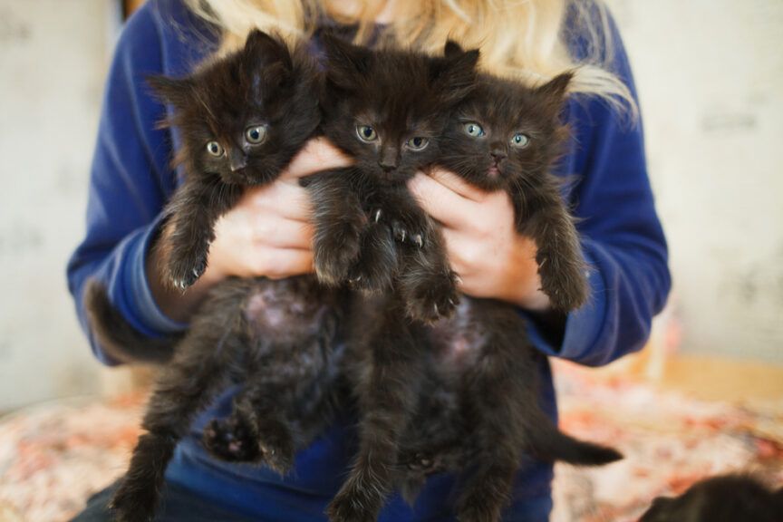 czym się nie kierować przy wyborze kota