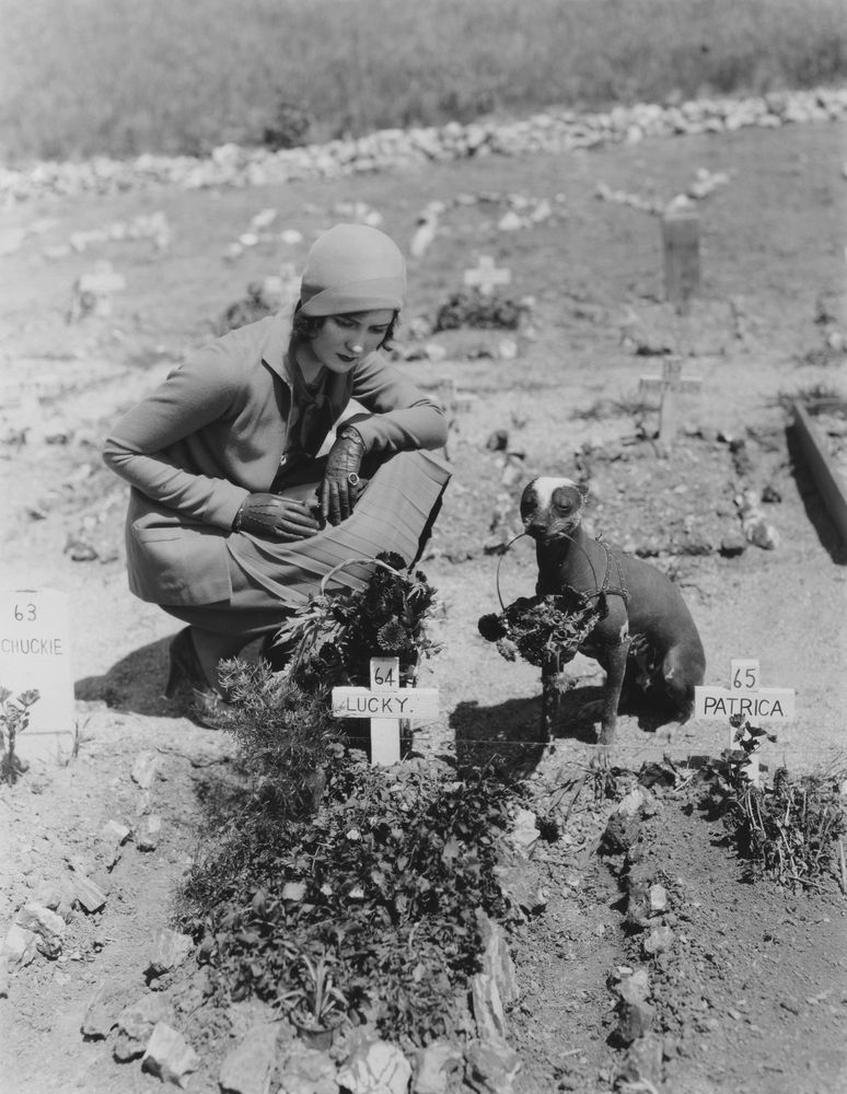 cmentarz dla zwierząt