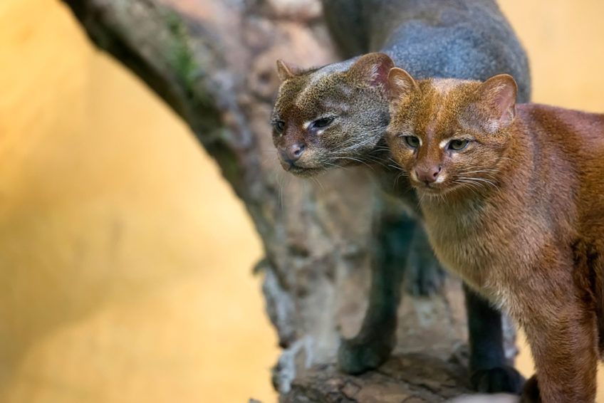 dwa jaguarundi