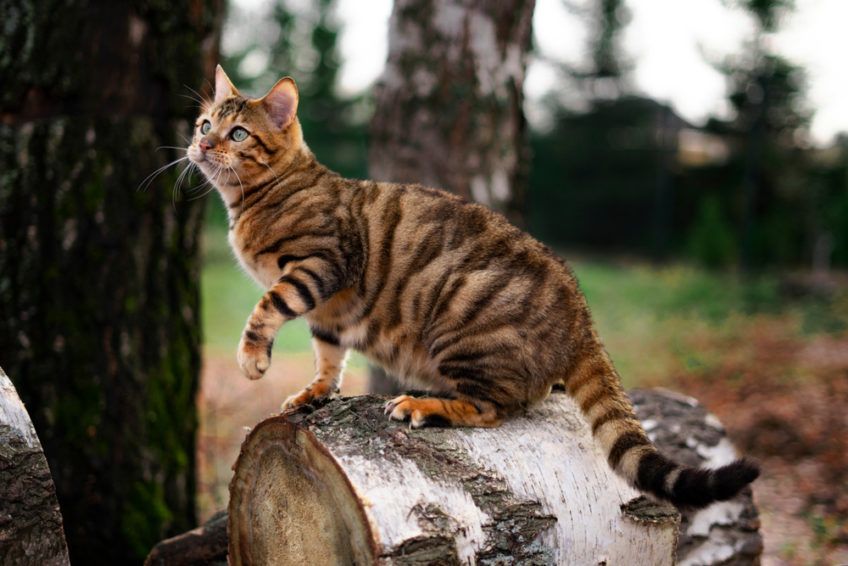 toyger