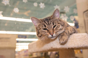 #CharytatywnaChoinka