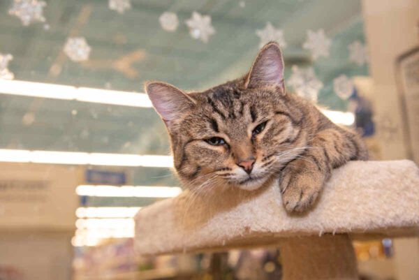 #CharytatywnaChoinka