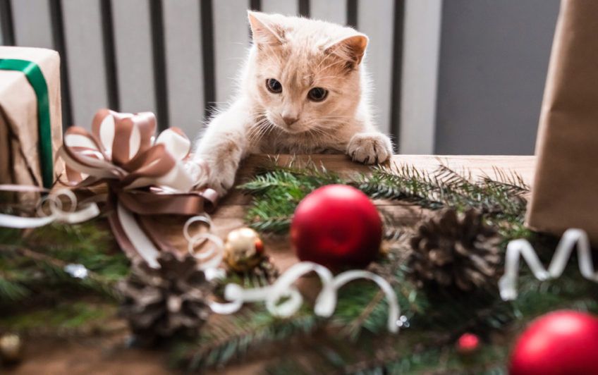 kot bawi się bombkami