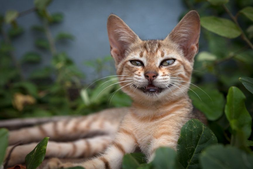 Jak poznać, że kot się uśmiecha